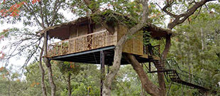 Tree House Tranquil-A-Tree